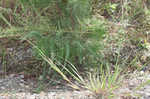 Fall panicgrass